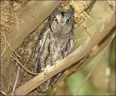 Quel est ce hibou de l'Europe du Sud ?