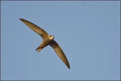 Quel est ce martinet du Sud de l'Europe ?