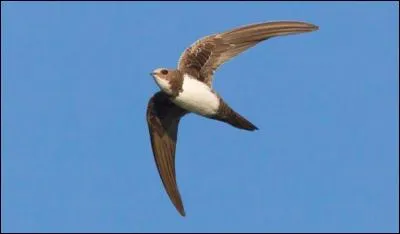 Quel est le plus grand martinet d'Europe ?