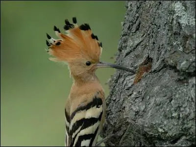 Quel est cet oiseau hupp&eacute; ?