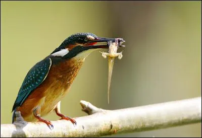 Celui-l&agrave;, il est trop simple ! C'est...