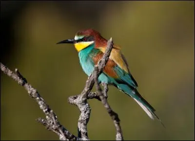 Quel est cet oiseau que l'on voit fr&eacute;quemment sur les fils &eacute;lectriques ?