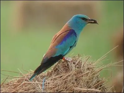 Quel est cet oiseau qui, en France, est pr&eacute;sent exclusivement dans le Sud ?