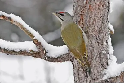 Quel est ce pic dont le trou d'envol du nid mesure 5, 5 cm de diamètre ?