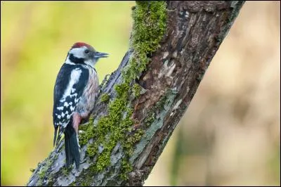 Quel est ce pic que l'on rencontre surtout dans les grandes et vieilles forêts ?