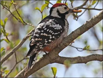 Quel est ce pic rare en France ?