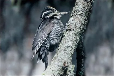 Quel est ce pic qui, en France, n'est présent que dans les Alpes ?