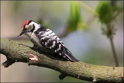 Quel est le plus petit des pics d'Europe ?