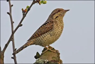 Quel est le seul torcol européen ?