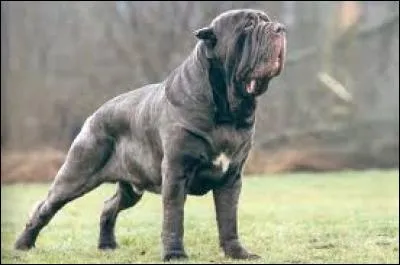 Comment s'appelle la race du chien présentée sur la photo ?