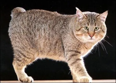 Comment s'appelle cette race de chats ?
Elle n'a pas de queue.