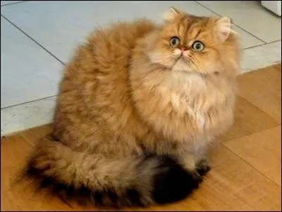 Comment s'appelle cette race de chats ?