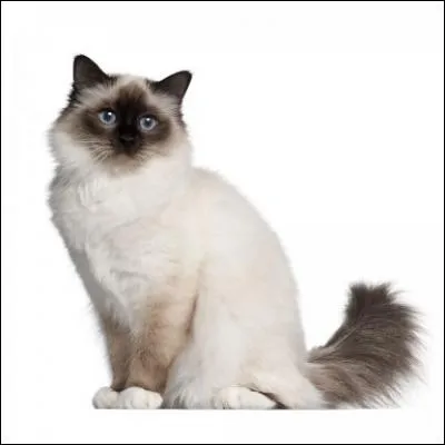 Comment s'appelle cette race de chats ?