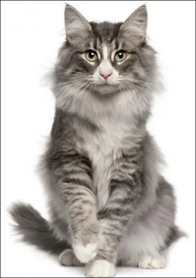 Comment s'appelle cette race de chats ?