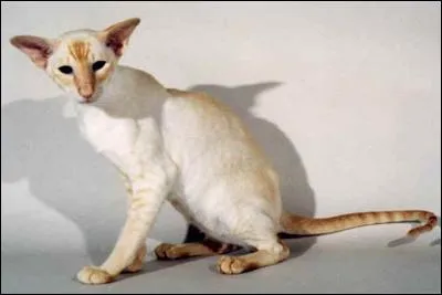 Comment s'appelle cette race de chats ?