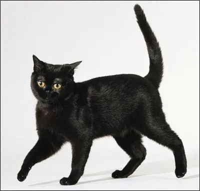 Comment s'appelle cette race de chats ?
Indice : c'est le nom d'une ville indienne.