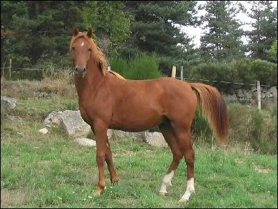 Quelle est la robe de ce cheval ?