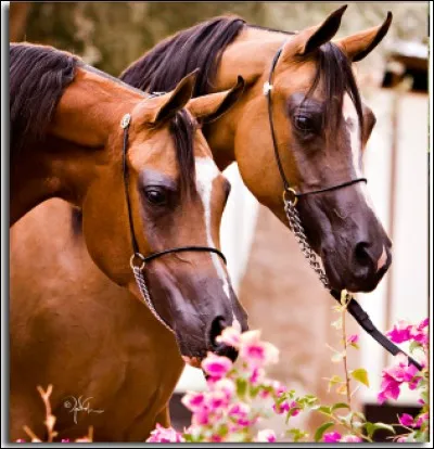 De quelle race sont ces chevaux ?