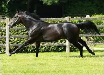 Quelle est la race de ce cheval ?