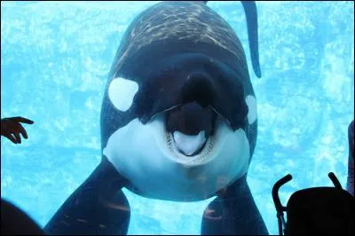 L'orque Tilikum a :