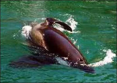 À quel âge le mâle Tanouk/Yamato est-il décédé ?