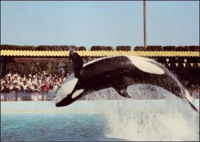 Quelle est cette orque ?