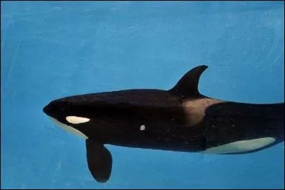 Pourquoi Freya avait une tache blanche sur son côté ?