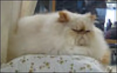 Quelle est la race de chat ?