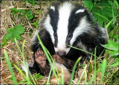 Quel est ce bel animal ?