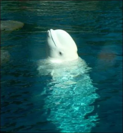 Quel est ce mammifère ?