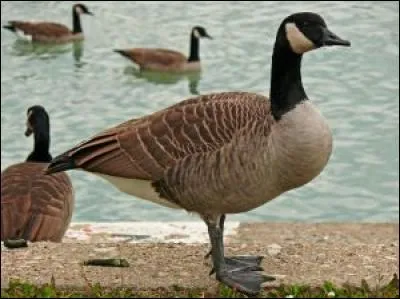 Quel est cet oiseau ?