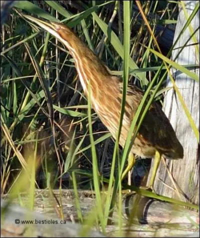 Quel est cet animal ?