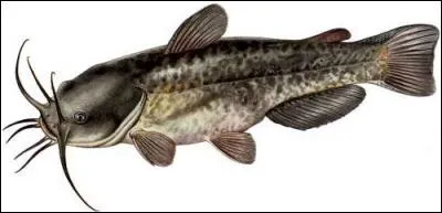 Quel est le nom de ce poisson ?