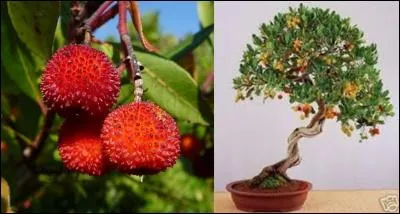 Ne montez pas sur vos grands chevaux si l'on utilise le mot « arbousier », cela ne servira à rien ! Ce n'est pas un gros mot.
Quelle est la signification du mot « arbousier ».