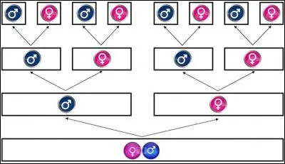 Si l'on vous demande d'aller voir vos « abaves » (au nombre de huit), qui allez-vous voir ?