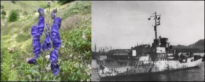 Ce navire (corvette) de la France libre portait bien son nom. Il s'appelait « l'Aconit ».
Que signifie ce mot ?