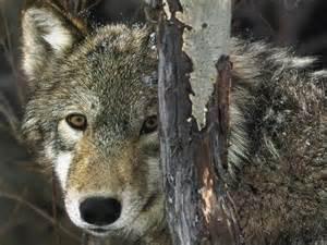 Quiz Animaux