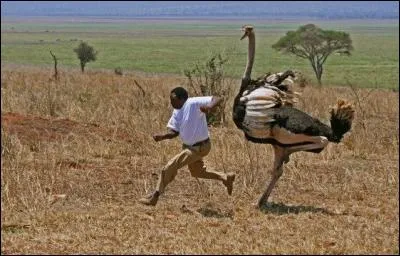 Je suis un véritable athlète, j'ai entrepris la traversée ... en autruche sans escales !