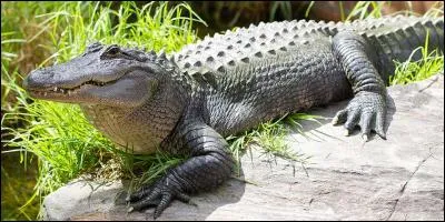 L'autre nom du crocodile est "l'alligator".