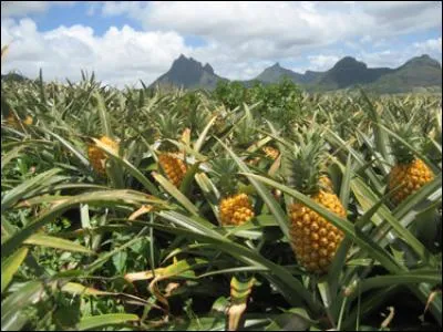 "L'ananas", riche en broméline, est le fruit de l'ananassier.