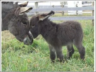 Les "ânes" font partie de la famille des équidés.