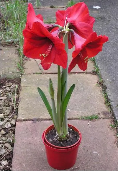 Les "amaryllis", les narcisses et les perce-neige font partie de la même famille.