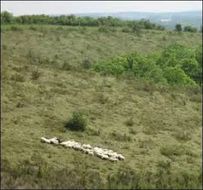 Le coteau du Breuilh, à Saint-Victor, présente des pelouses sèches à flanc de coteaux sur 35 ha. Où sont-elles situées avec leur végétation abondante et aimant soleil et sécheresse ?