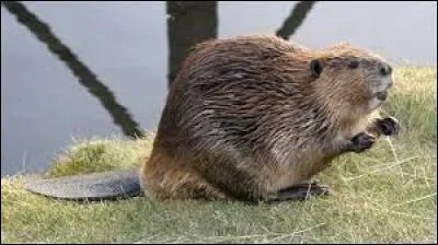 Dans quel pays cet animal est-il emblématique ?