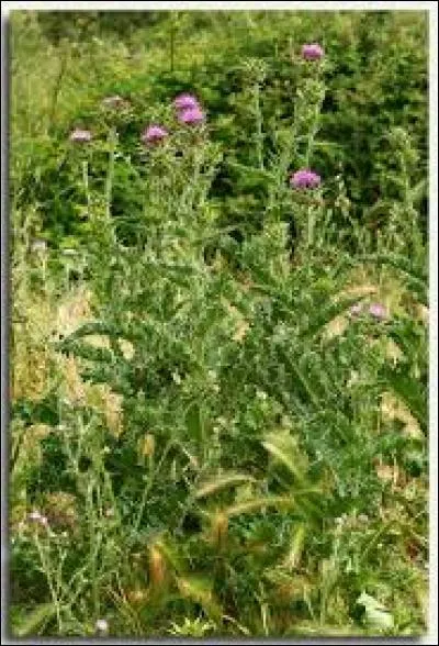 À l'origine, ce végétal était le symbole de la famille Stuart en Écosse. Leur devise était : « Personne ne me blesse impunément ». Quelle est cette plante épineuse ?