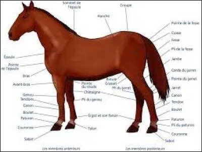 Dans cet liste, quelle partie n'existe pas chez le cheval ?