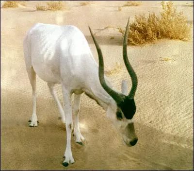 Animaux (1) - L'addax - L'addax fait partie des...