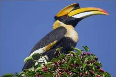 Comment s'appelle cet oiseau vivant dans le sud et le sud-est de l'Asie ?