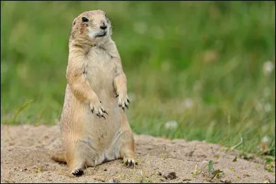 Quel est le nom de ce petit rougeur ?