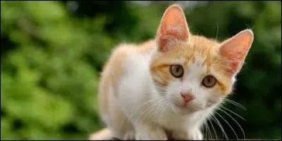 Si cat veut dire "chat" , que veut dire "cats" ?